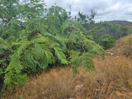Senegalia caffra