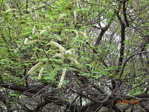 Senegalia catechu (Catechu acacia) — photo