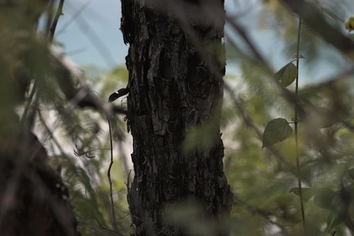 Senegalia catechu (Catechu acacia) — photo