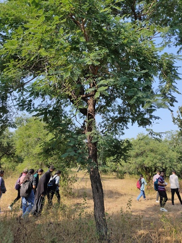 Senegalia catechu