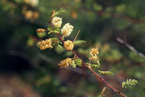 Senegalia chariessa