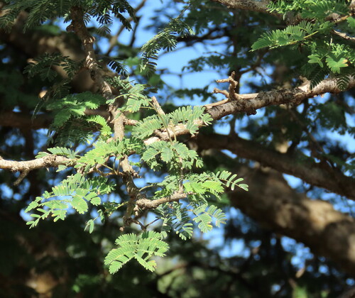 Senegalia erubescens (Blue thorn) — photo