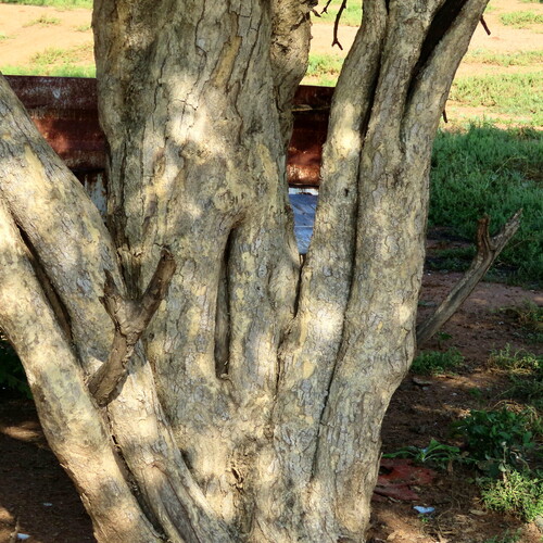 Senegalia erubescens