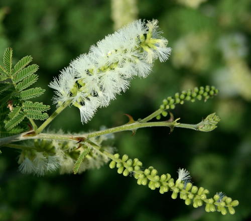 Senegalia fleckii