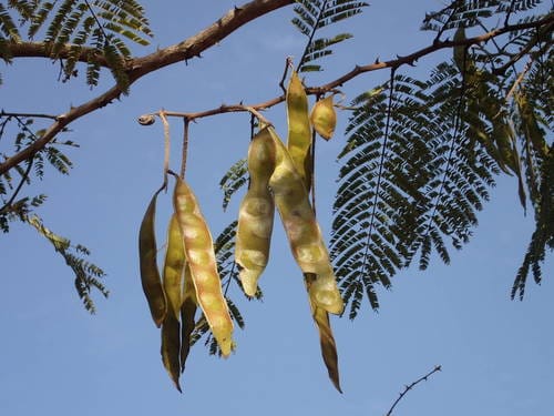 Senegalia macrostachya — photo