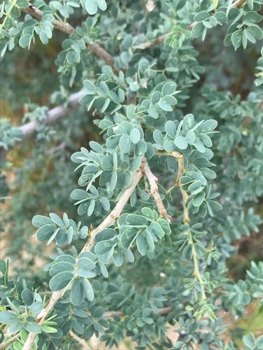 Senegalia mellifera