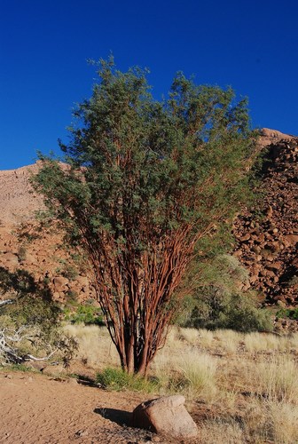 Senegalia montis-usti