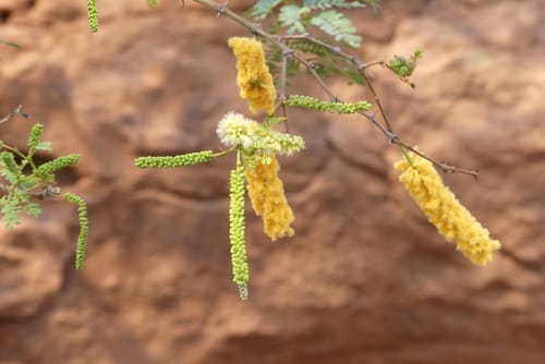 Senegalia montis-usti (Brandberg acacia) — photo