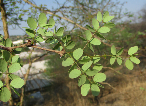 Senegalia nigrescens
