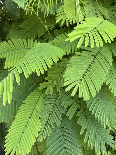Senegalia pennata subsp. insuavis