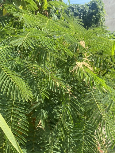 Senegalia pennata subsp. insuavis (Cha-om) — photo