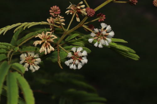 Senegalia pennata subsp. insuavis (Cha-om) — photo