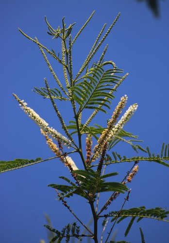 Senegalia polyacantha