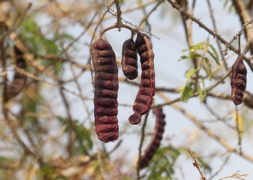 Senegalia rugata