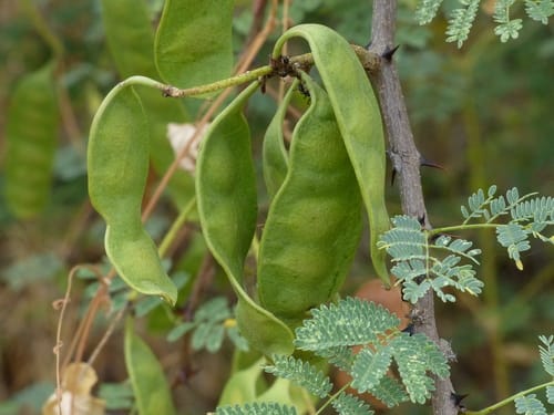 Senegalia senegal (Sudan Gum Arabic) — photo