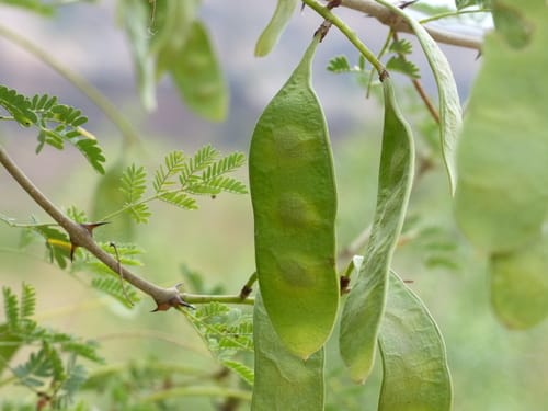 Senegalia senegal (Sudan Gum Arabic) — photo