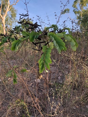 Senna alata (Candle Bush) — photo