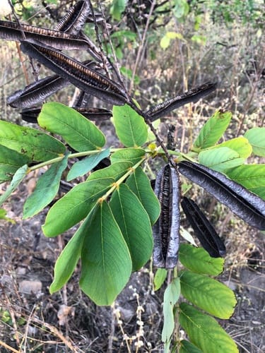 Senna alata (Candle Bush) — photo