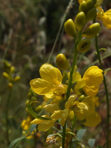 Senna alexandrina (Indian senna) — photo