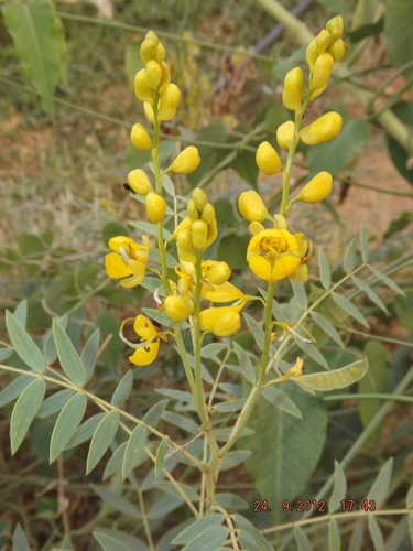 Senna alexandrina