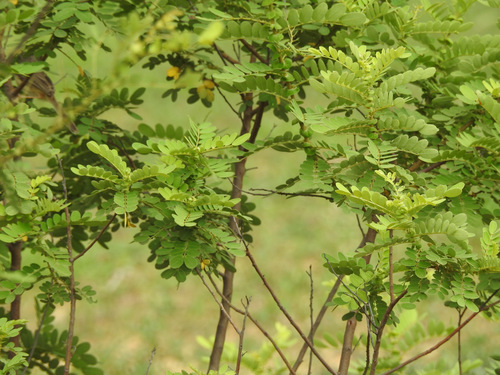 Senna auriculata (Matara tea) — photo