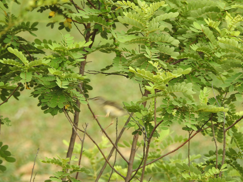 Senna auriculata (Matara tea) — photo