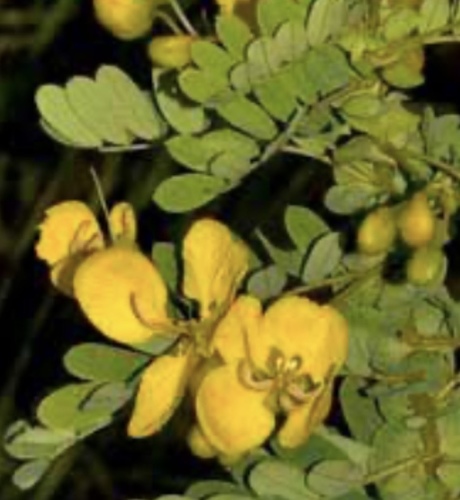 Senna auriculata
