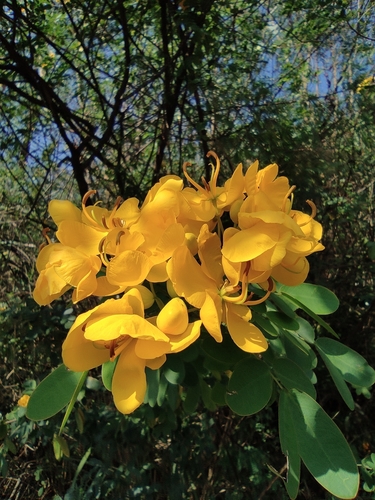 Senna bicapsularis (Christmas senna tree) — photo