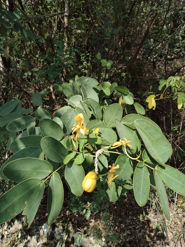 Senna bicapsularis (Christmas senna tree) — photo