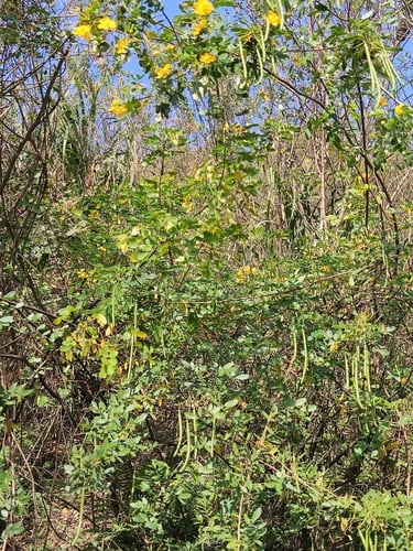 Senna bicapsularis