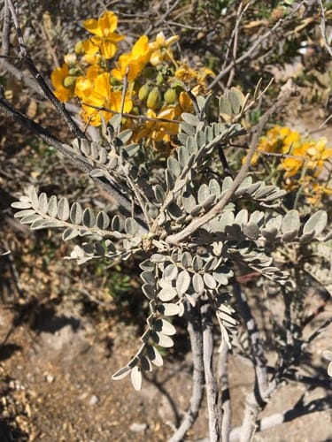 Senna birostris (Mutuy) — photo