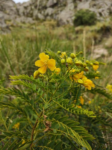 Senna birostris