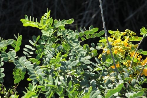 Senna candolleana (Country senna) — photo