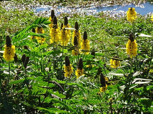 Senna didymobotrya — photo