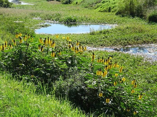 Senna didymobotrya — photo