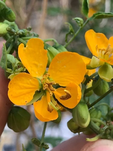 Senna hirsuta (Hairy cassia) — photo