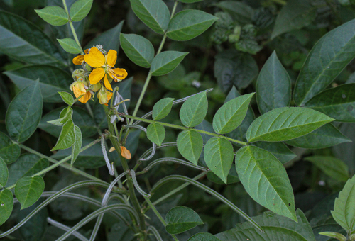 Senna hirsuta