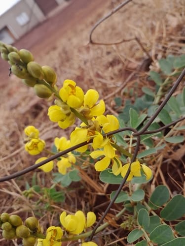 Senna italica (Italian senna) — photo
