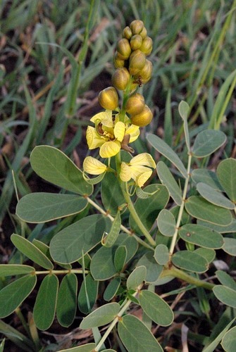 Senna italica