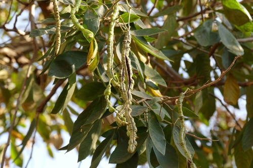 Senna macranthera (Mandui) — photo