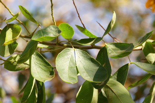 Senna macranthera (Mandui) — photo