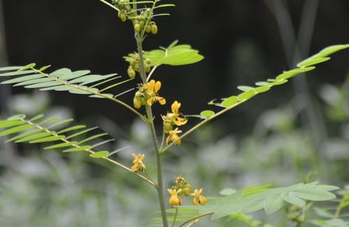 Senna marilandica (Maryland senna) — photo