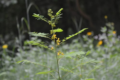 Senna marilandica (Maryland senna) — photo