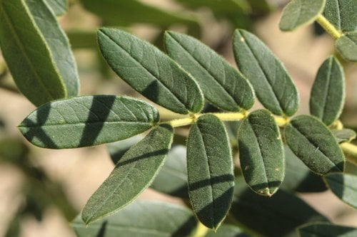 Senna multiglandulosa — photo