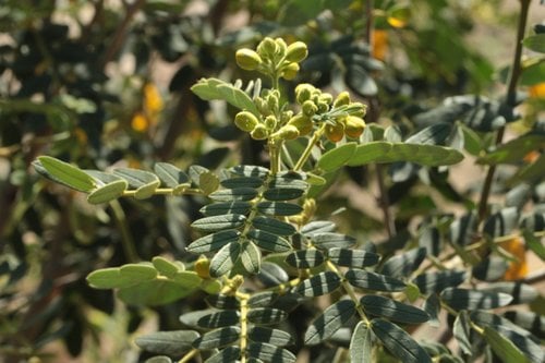 Senna multiglandulosa — photo