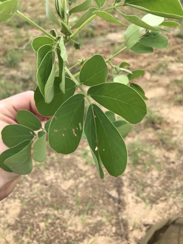 Senna obtusifolia (Java bean) — photo