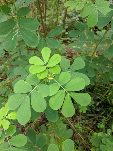 Senna obtusifolia (Java bean) — photo