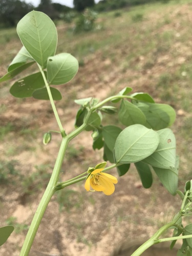 Senna obtusifolia