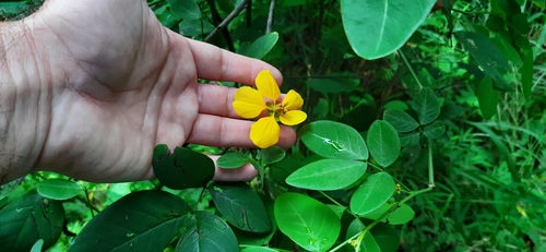Senna papillosa — photo