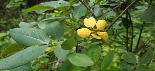 Senna papillosa